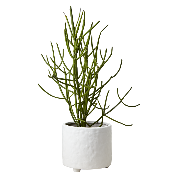 Affari of Sweden COCOS Kruka L, Vit