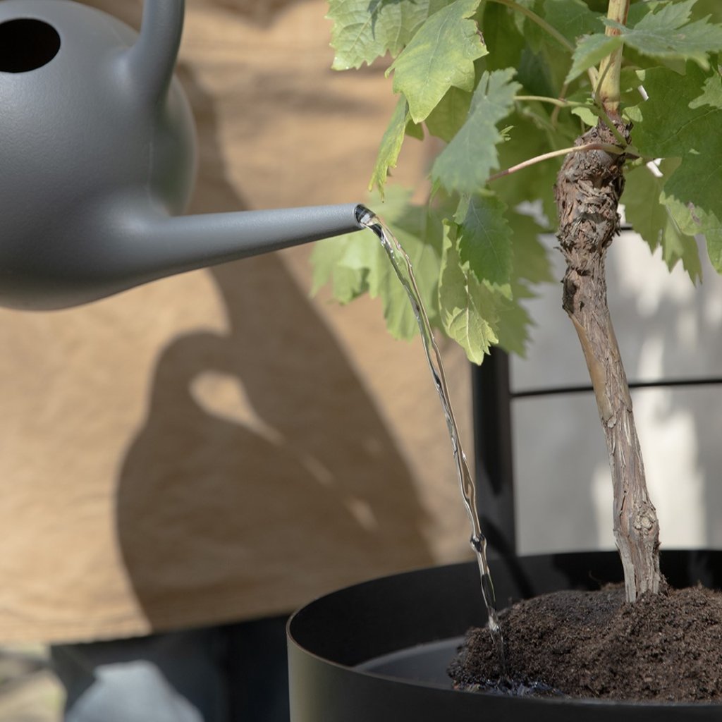 Eva Solo Stöd för växter SIMPLY GROW 42 x 145 cm, svart, stål