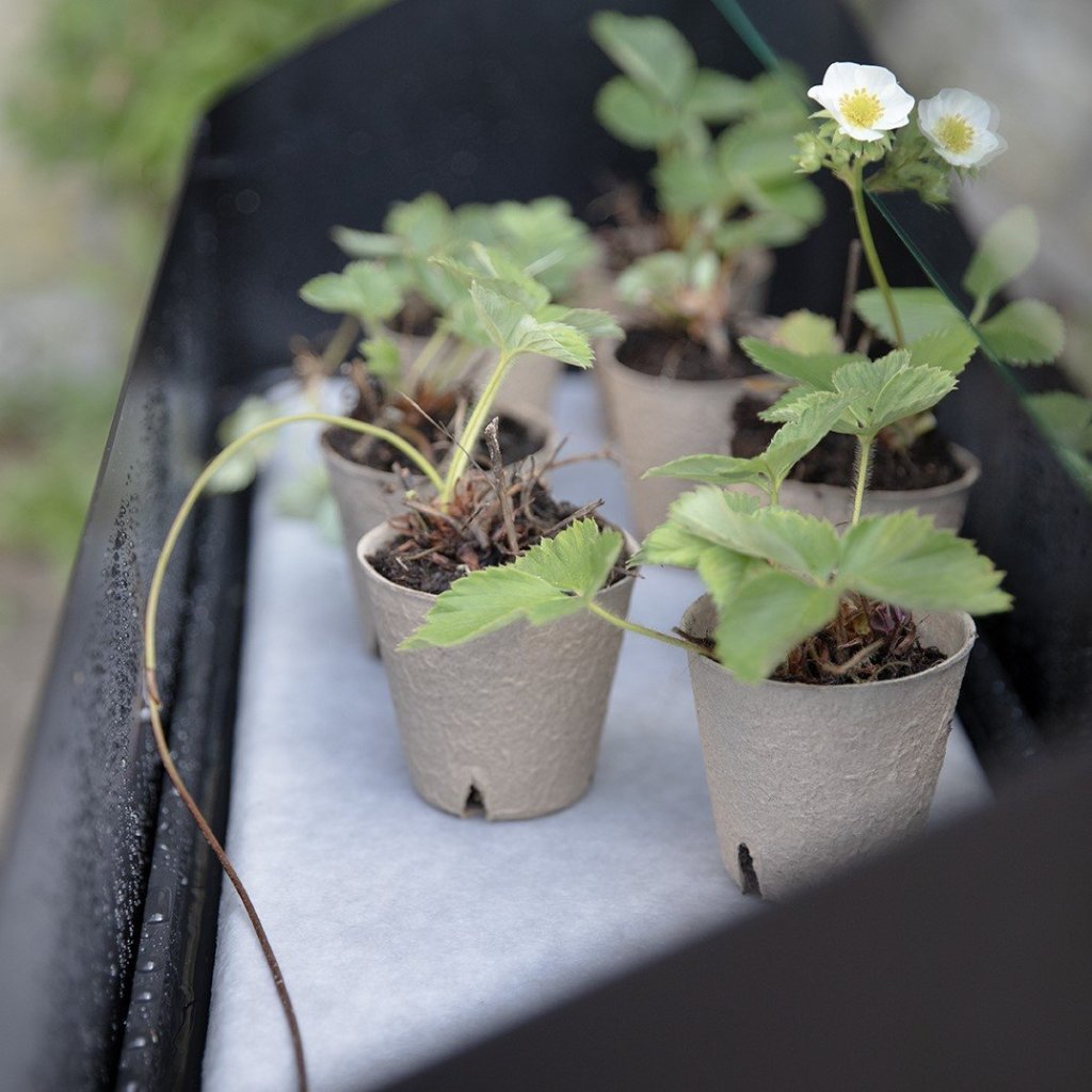 Eva Solo Stativ för växter SIMPLY GROW 80 x 63 cm, svart, stål