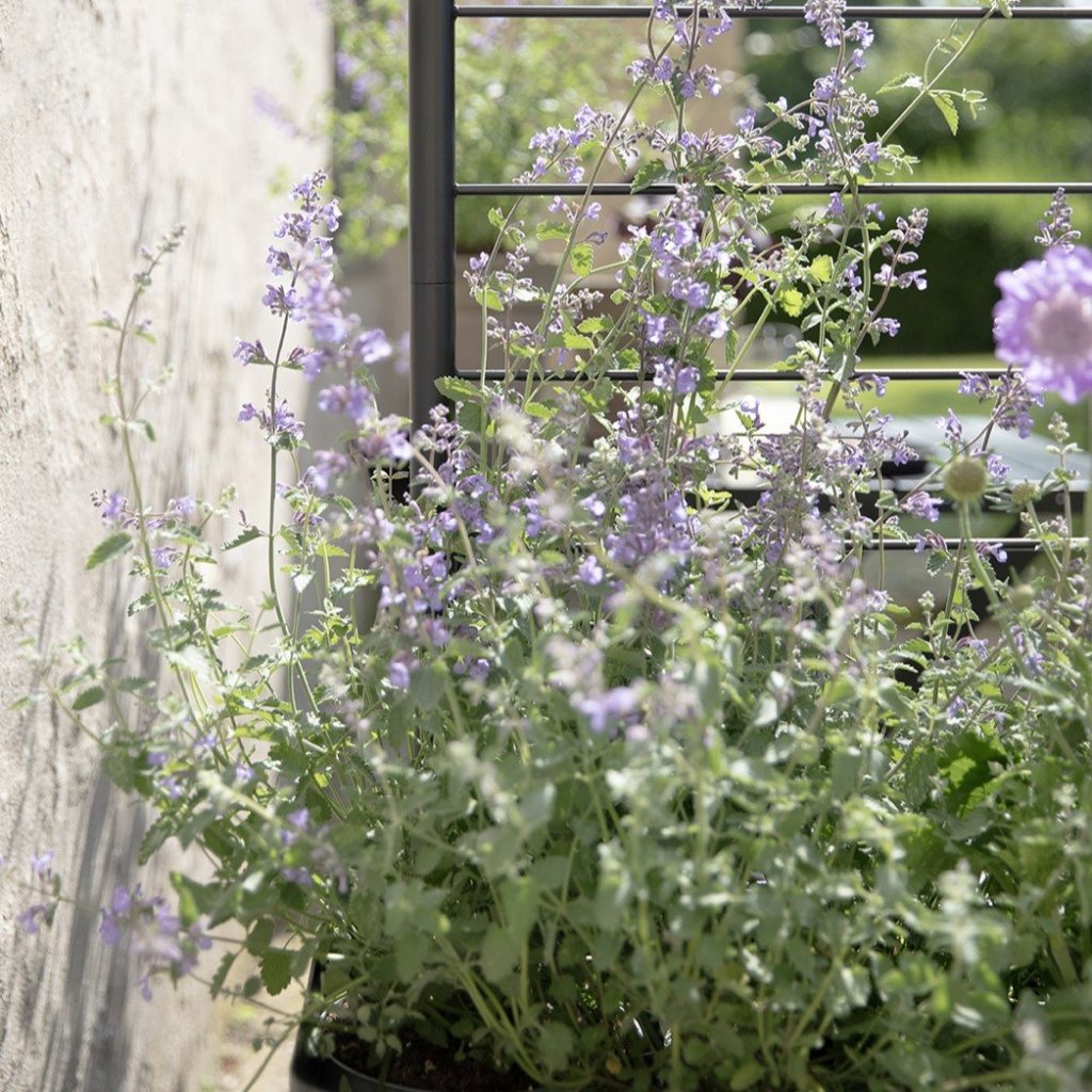 Eva Solo Stöd för växter SIMPLY GROW 70 x 102 cm, svart, stål