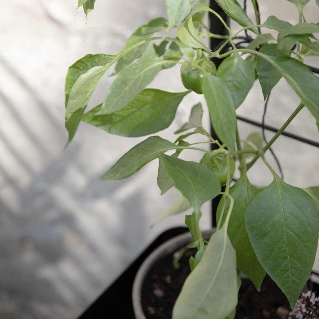 Eva Solo Stöd för växter SIMPLY GROW 70 x 102 cm, svart, stål