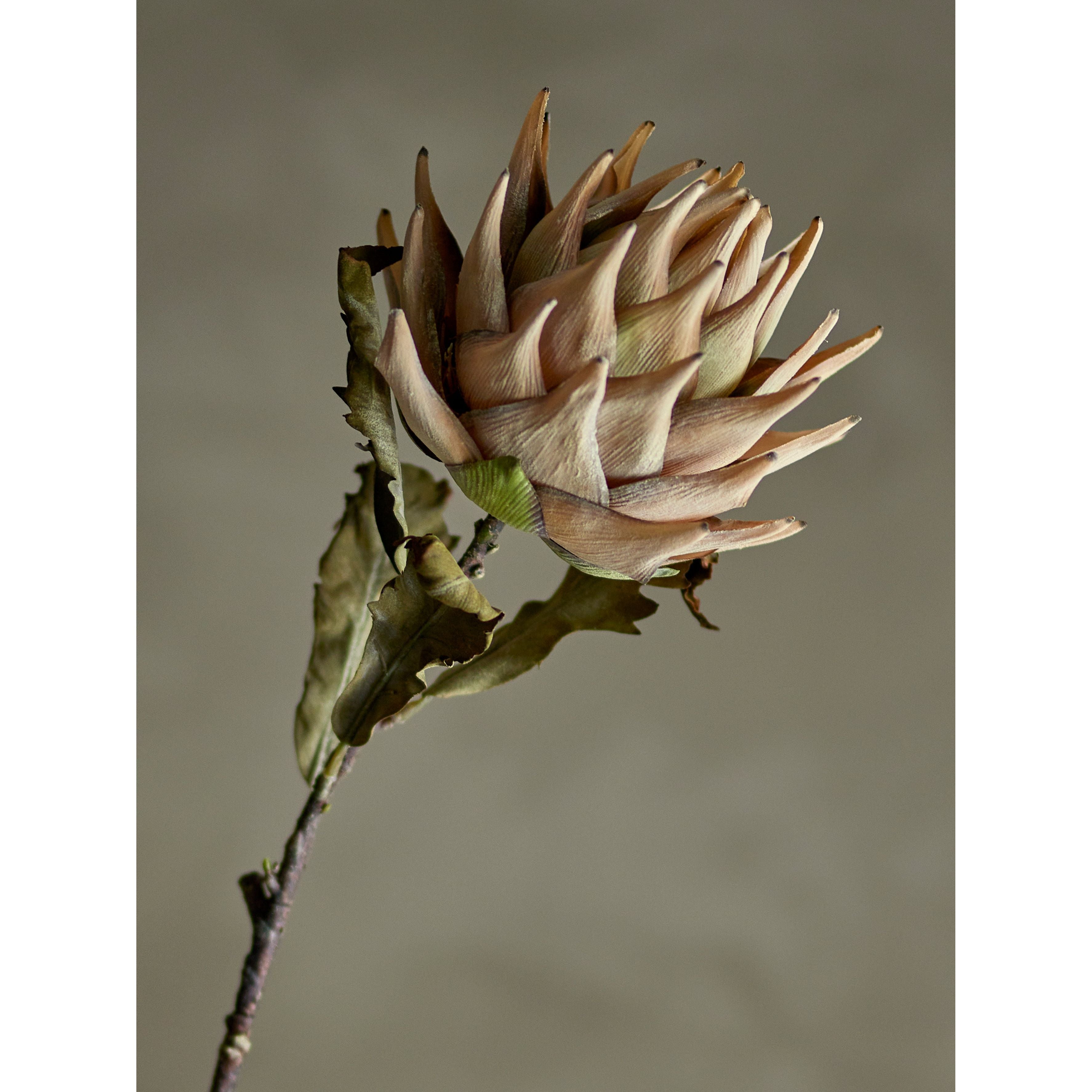 Bloomingville Protea Stjälk, Natur, Konstgjorda Blommor